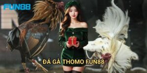 Đá gà Thomo Fun88 hấp dẫn - Xem trực tiếp từ trường gà 1 Đá gà Thomo Fun88 hấp dẫn - Xem trực tiếp từ trường gà